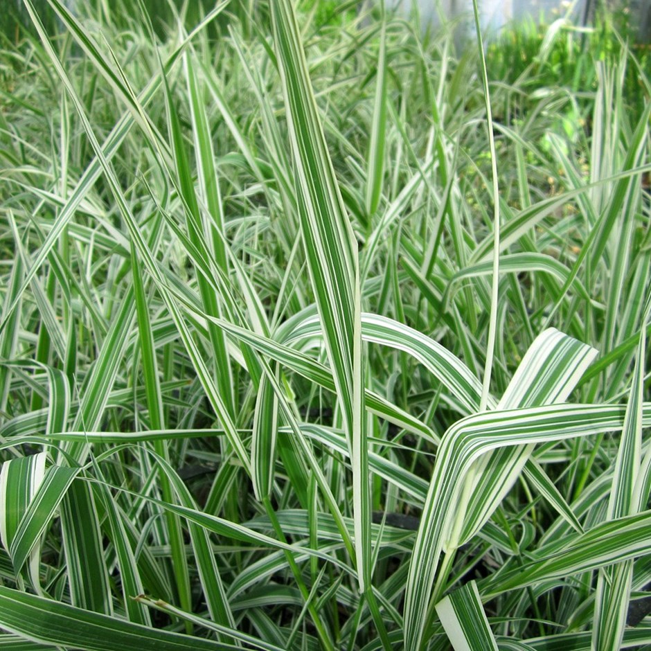 Phalaris Arundinacea Var. Picta | Gardener'S Garters