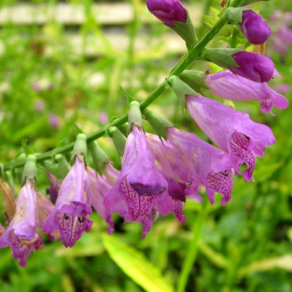 Physostegia Virginiana | Obedient Plant
