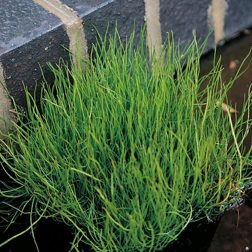 Pilularia Globulifera | Common Pillwort