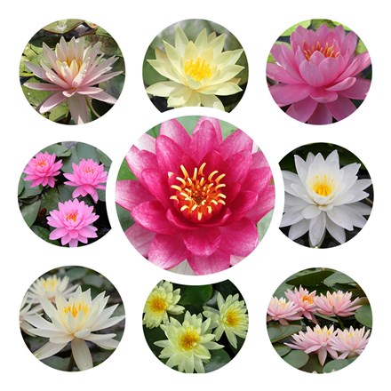 Water lily growers choice