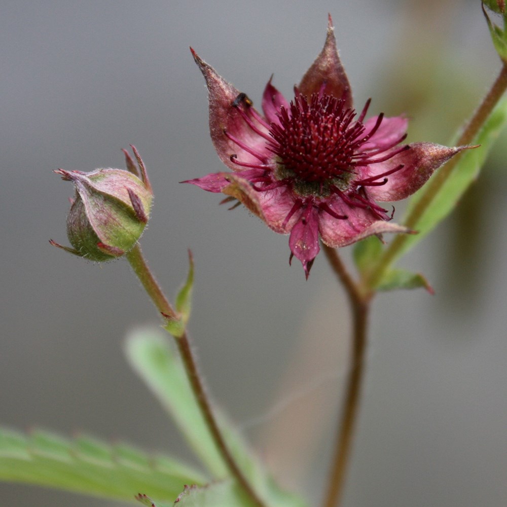 Potentilla Palustris | Marsh Cinquefoil / Bog Strawberry