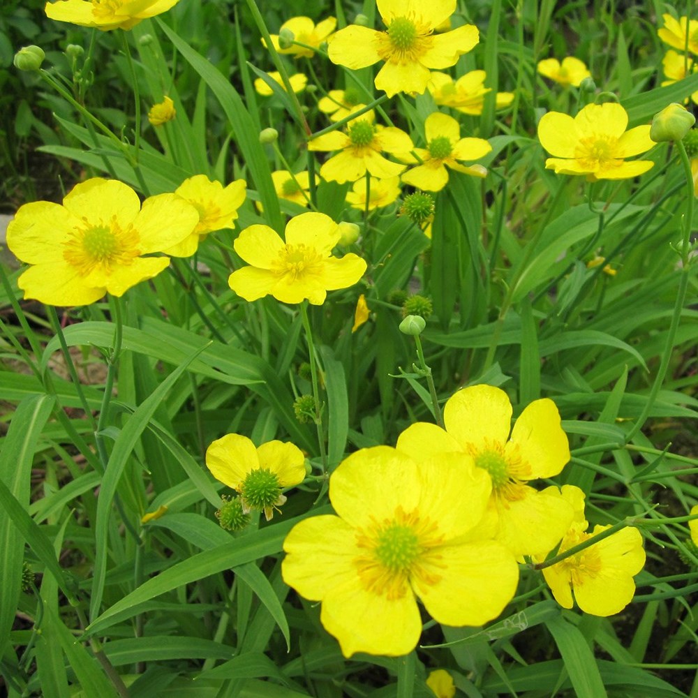 Ranunculus Flammula | Lesser Spearwort