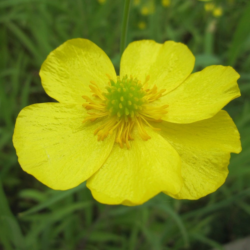 Ranunculus Flammula | Lesser Spearwort