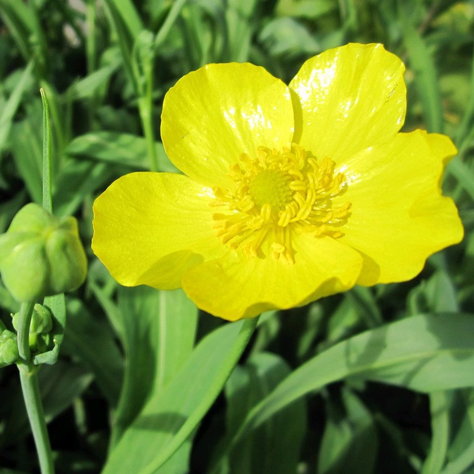 Ranunculus Lingua Grandiflorus | Large-Flowered Greater Spearwort