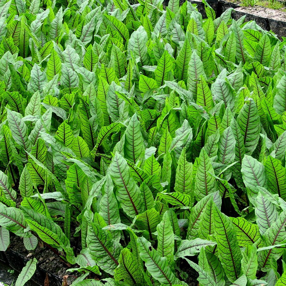 Rumex Sanguineus Var. Sanguineus | Red Water Dock