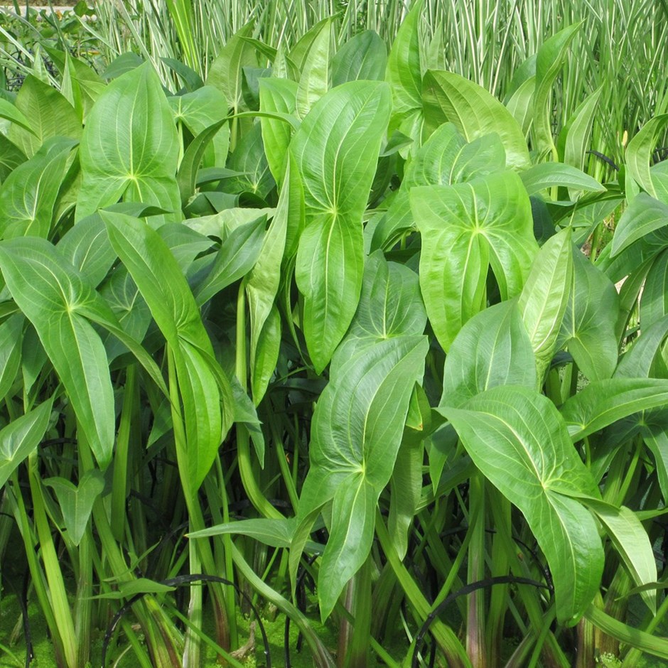 Sagittaria Latifolia | Wapato