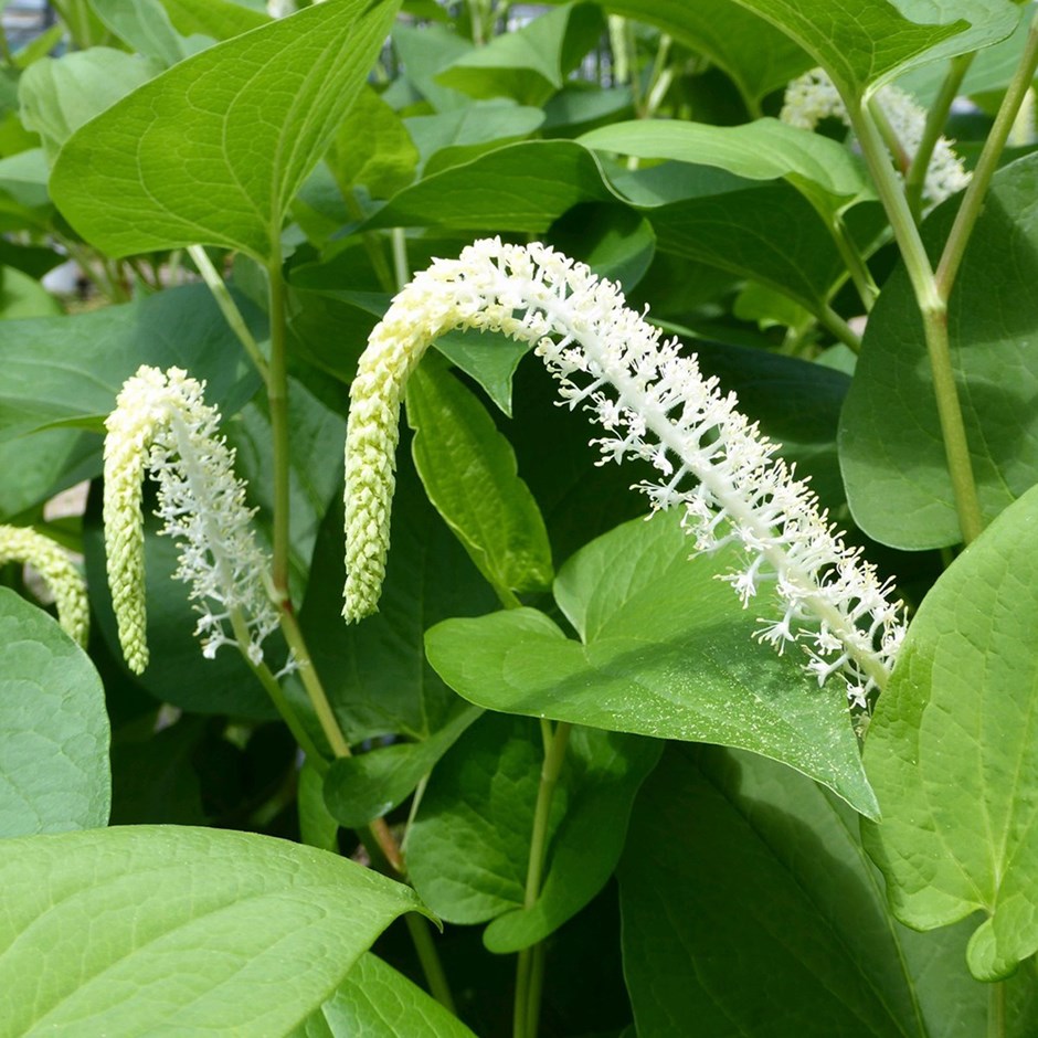Saururus Cernuus | Swamp Lily