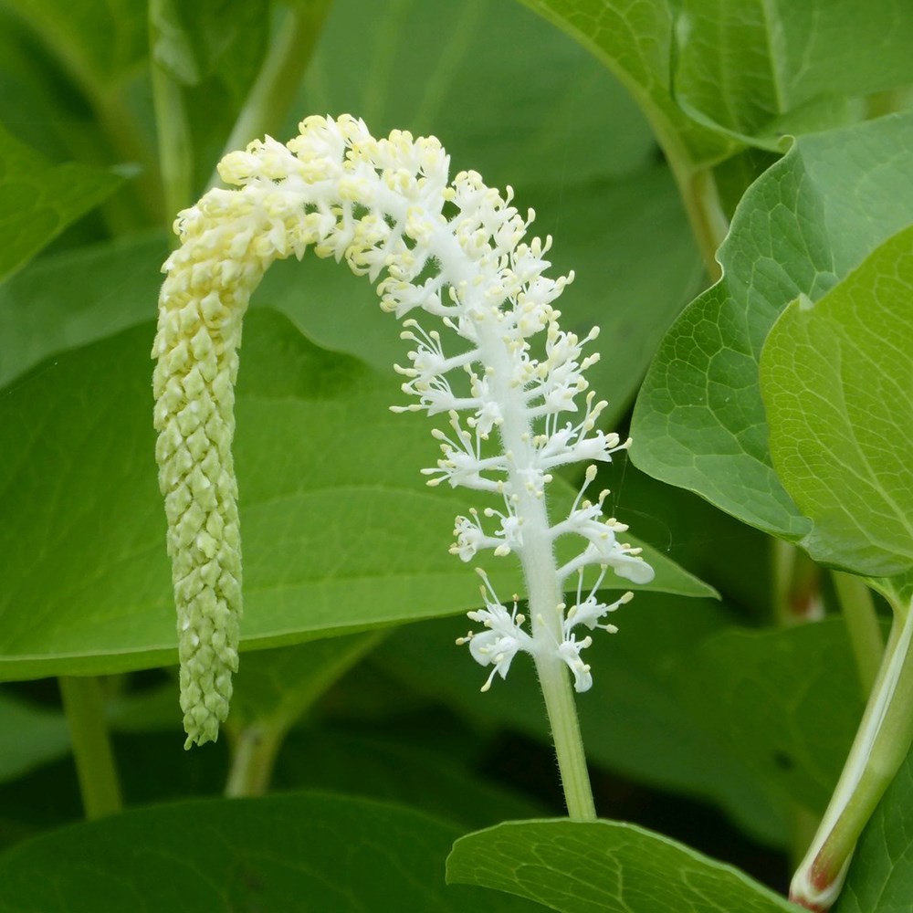Saururus Cernuus | Swamp Lily