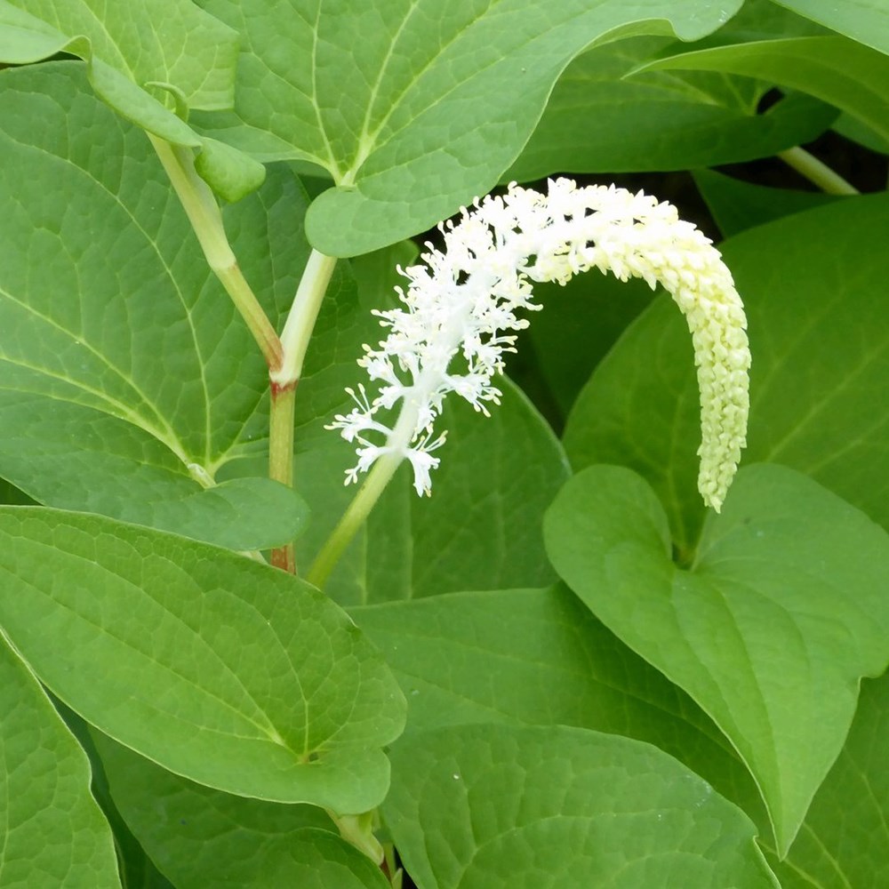 Saururus Cernuus | Swamp Lily