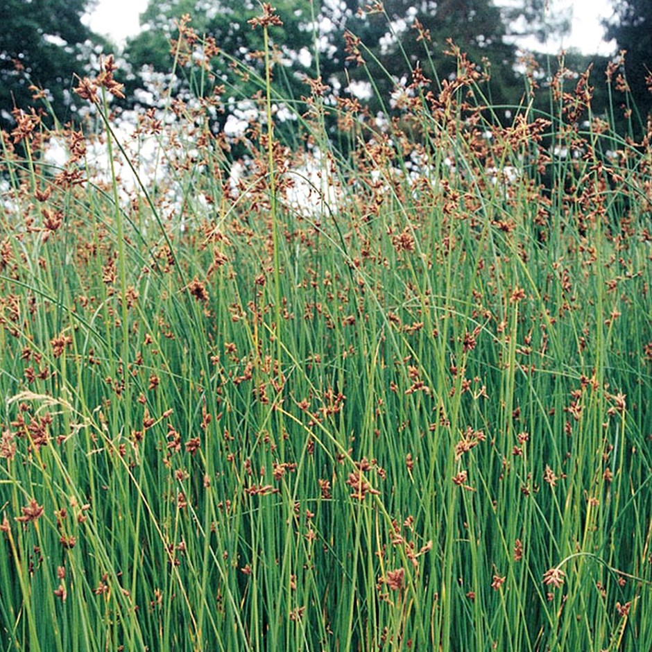 Schoenoplectus Lacustris | Bass Syn. Scirpus Lacustris