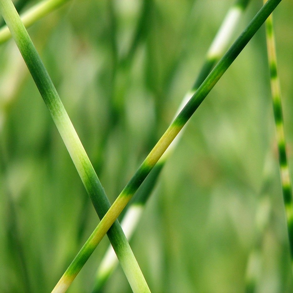 Schoenoplectus Lacustris Subsp. Tabernaemontani Zebrinus | Zebra Rush