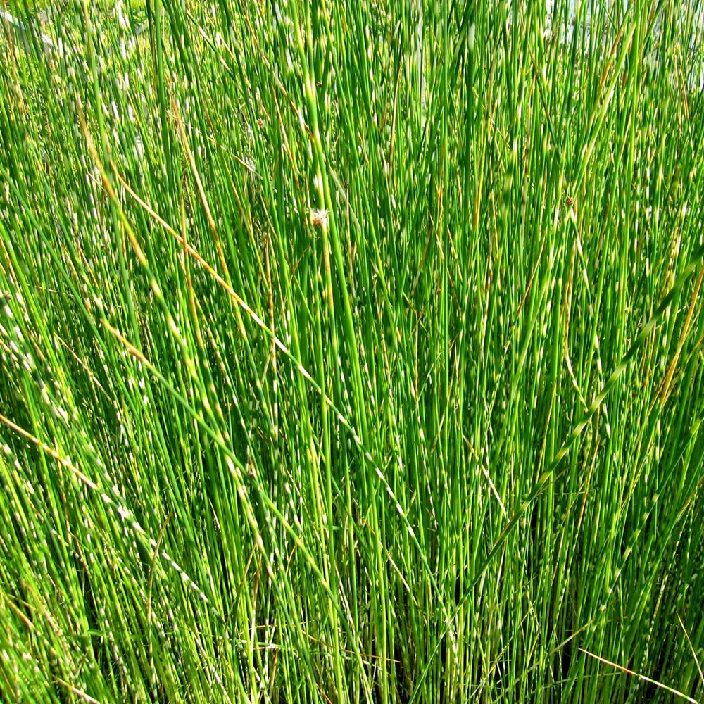 Schoenoplectus Lacustris Subsp. Tabernaemontani Zebrinus | Zebra Rush