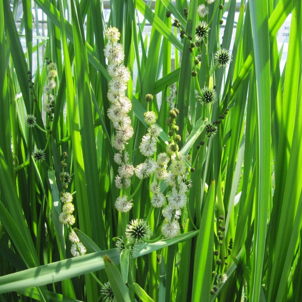 Sparganium Erectum | Branched Burr Reed