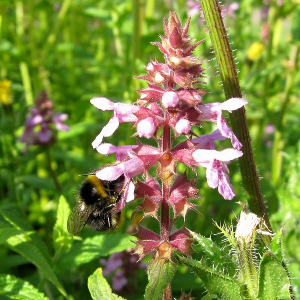 Stachys Palustris | Marsh Woundwort
