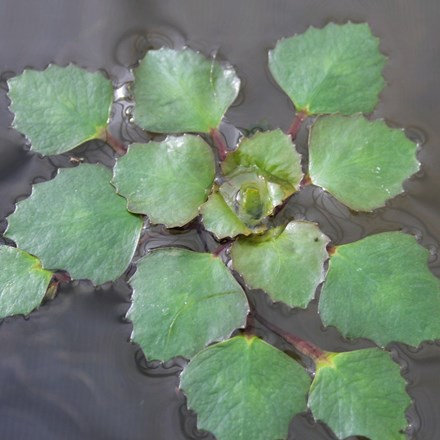 Trapa Natans | Water Chestnut