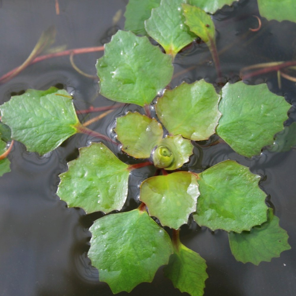 Trapa Natans | Water Chestnut