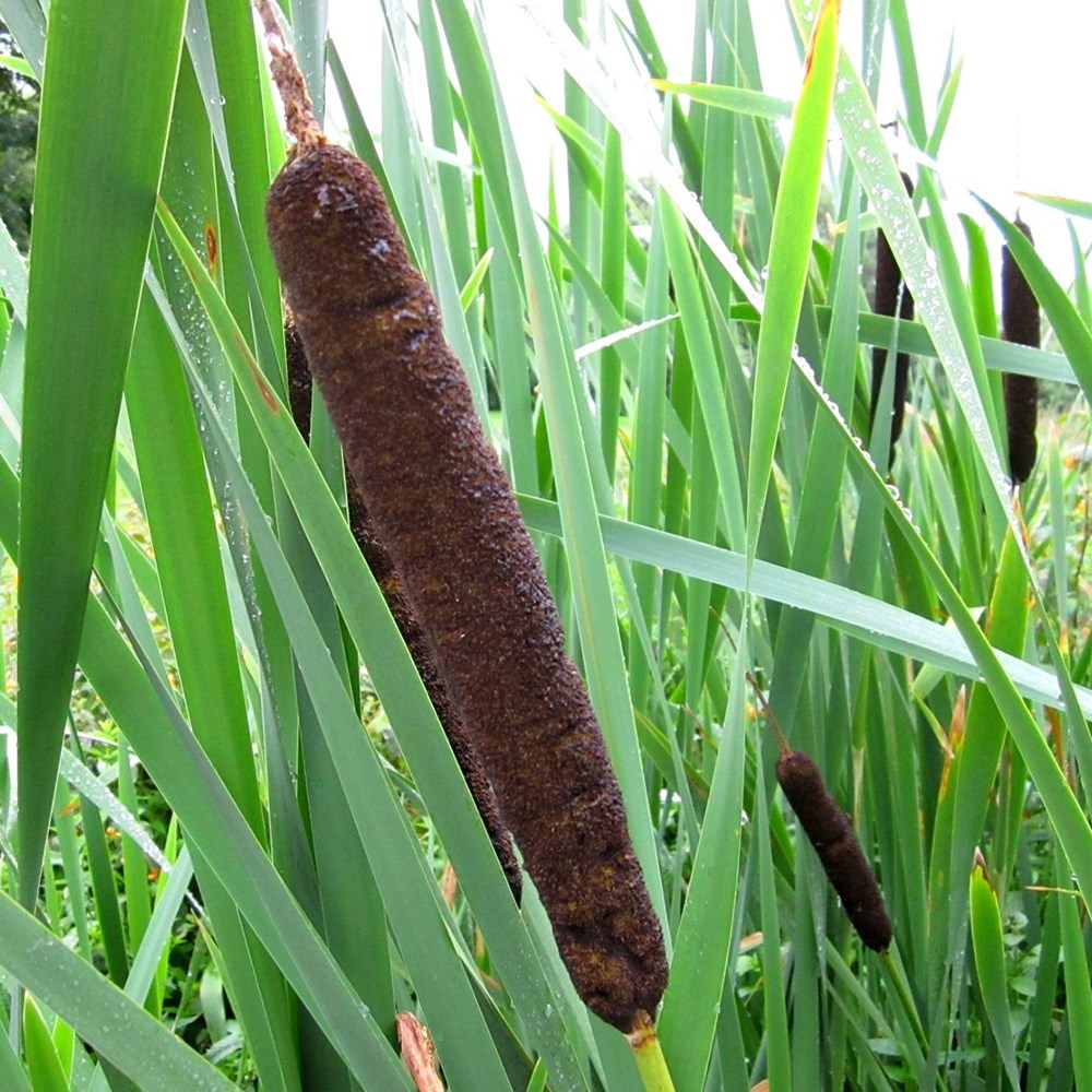 Typha Latifolia | Cat Tail