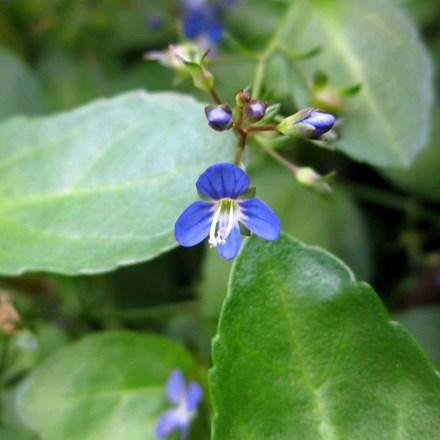 Veronica Beccabunga | Brooklime