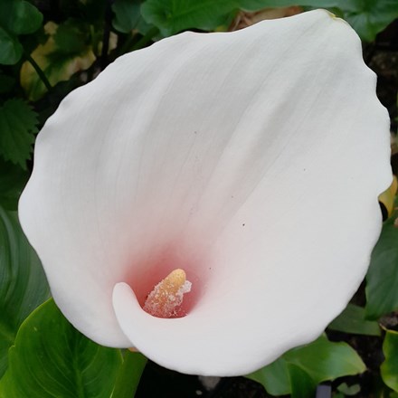Zantedeschia Aethiopica Marshmallow | Arum Lily