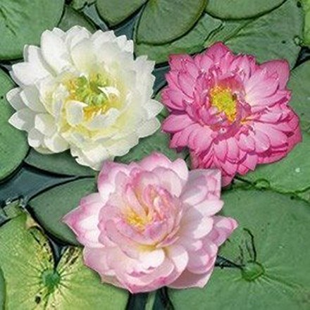 Nymphaea Trio Mix | Water Lily