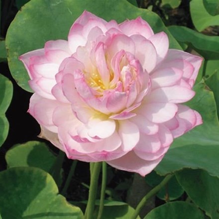 Nelumbo Pink | Lotus Lily