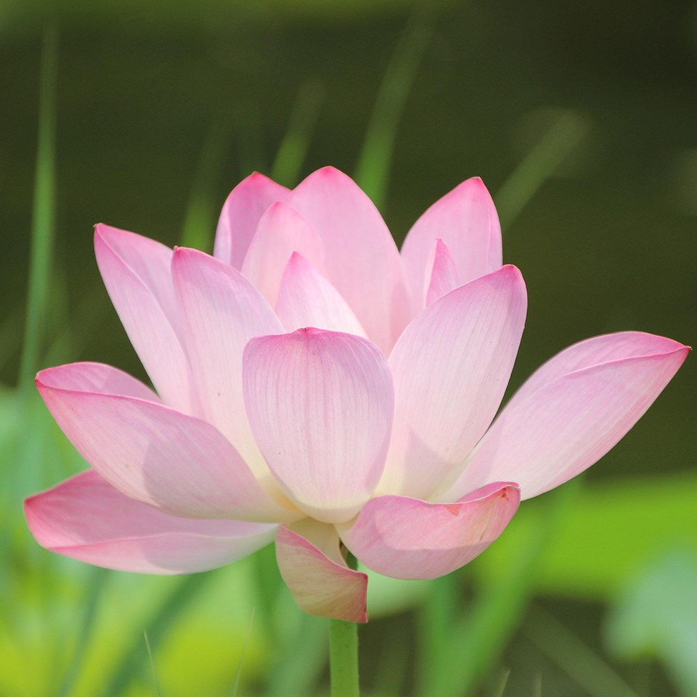 Nelumbo Pink | Lotus Lily