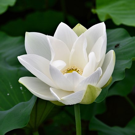 Nelumbo White | Lotus Lily