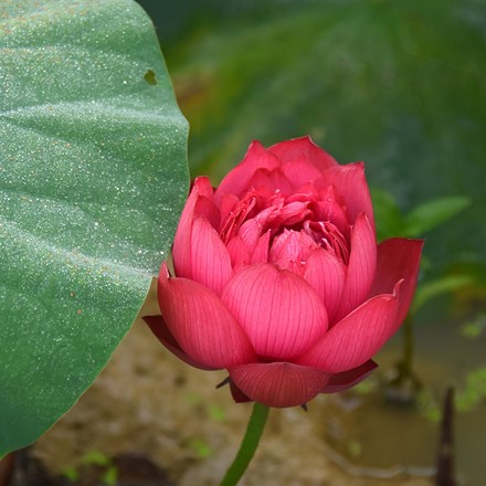 Nelumbo Red | Lotus Lily