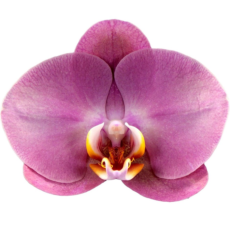 Phalaenopsis Honey Peach | Moth Orchid