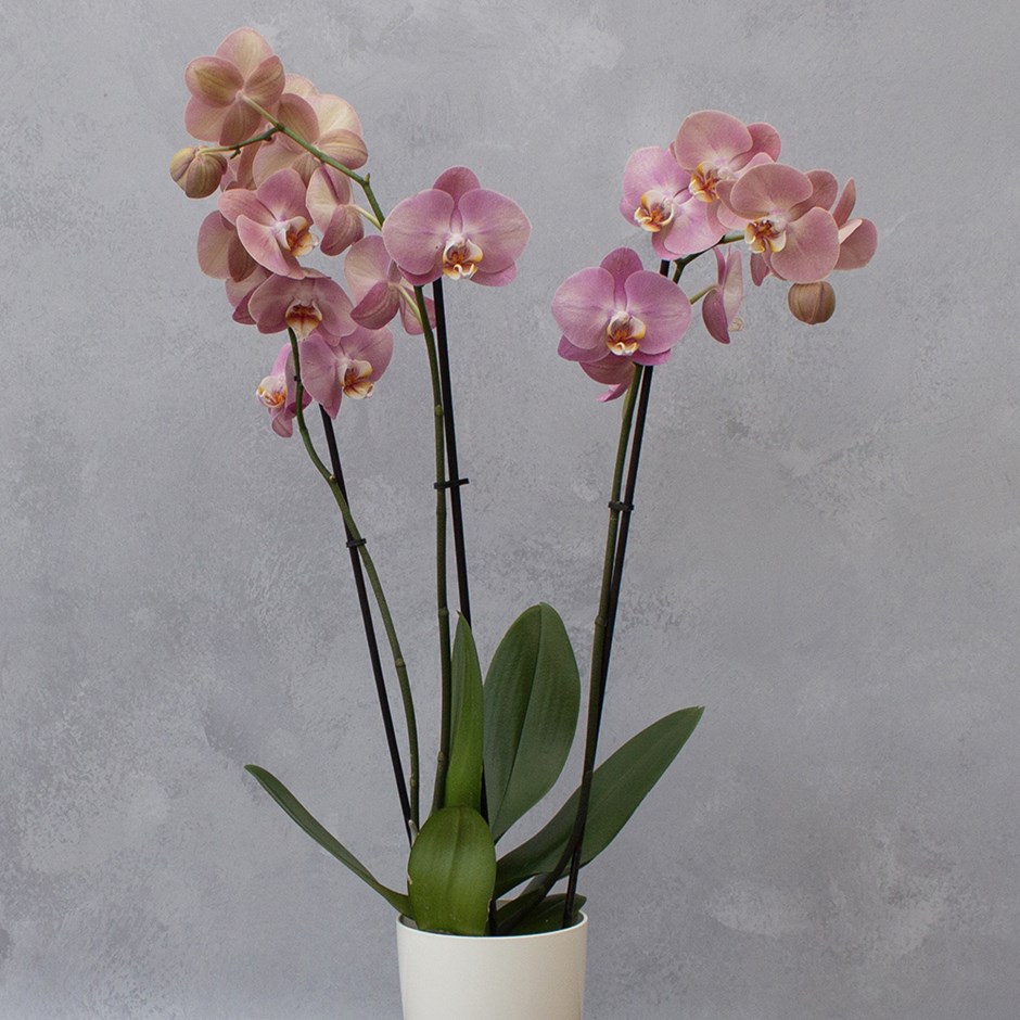 Phalaenopsis Honey Peach | Moth Orchid