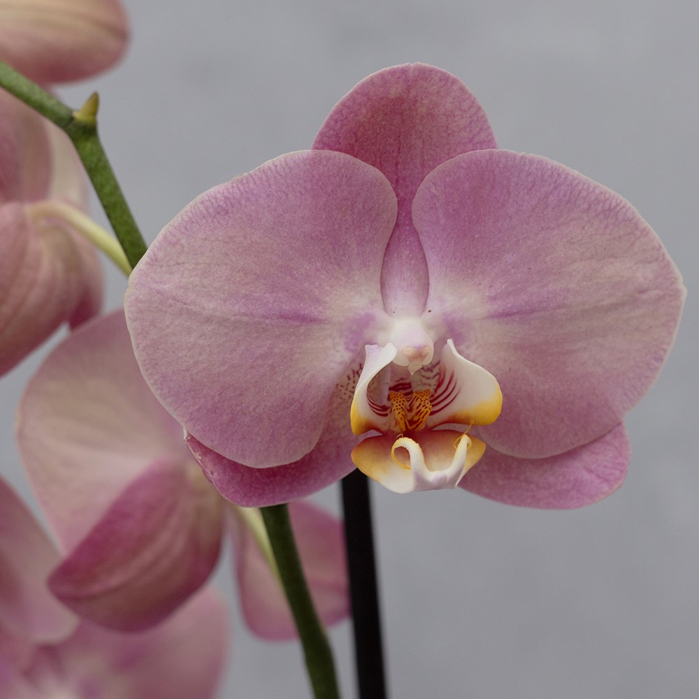 Phalaenopsis Honey Peach | Moth Orchid