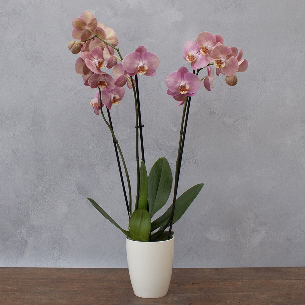 Phalaenopsis Honey Peach | Moth Orchid