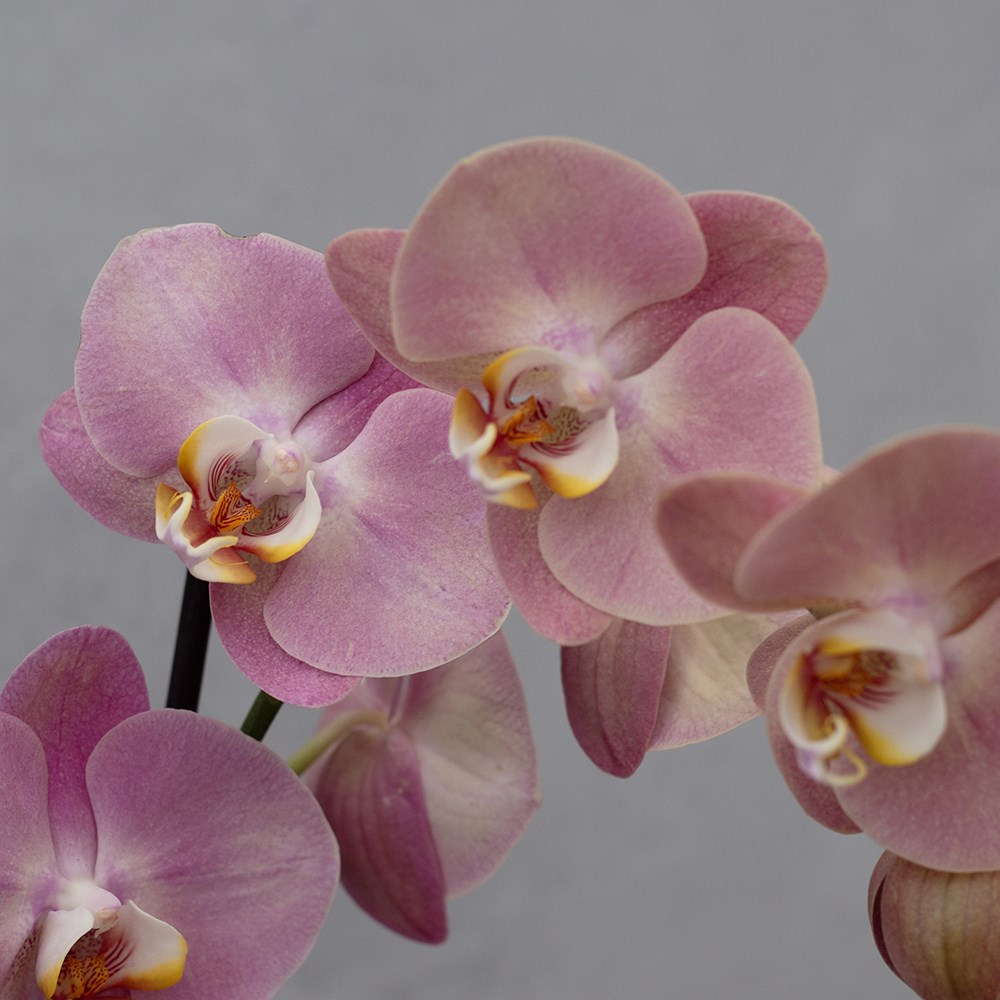 Phalaenopsis Honey Peach | Moth Orchid