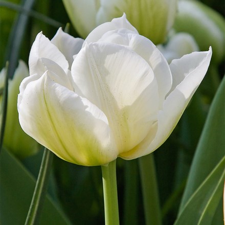 Tulipa Northcap | Double Early Tulip