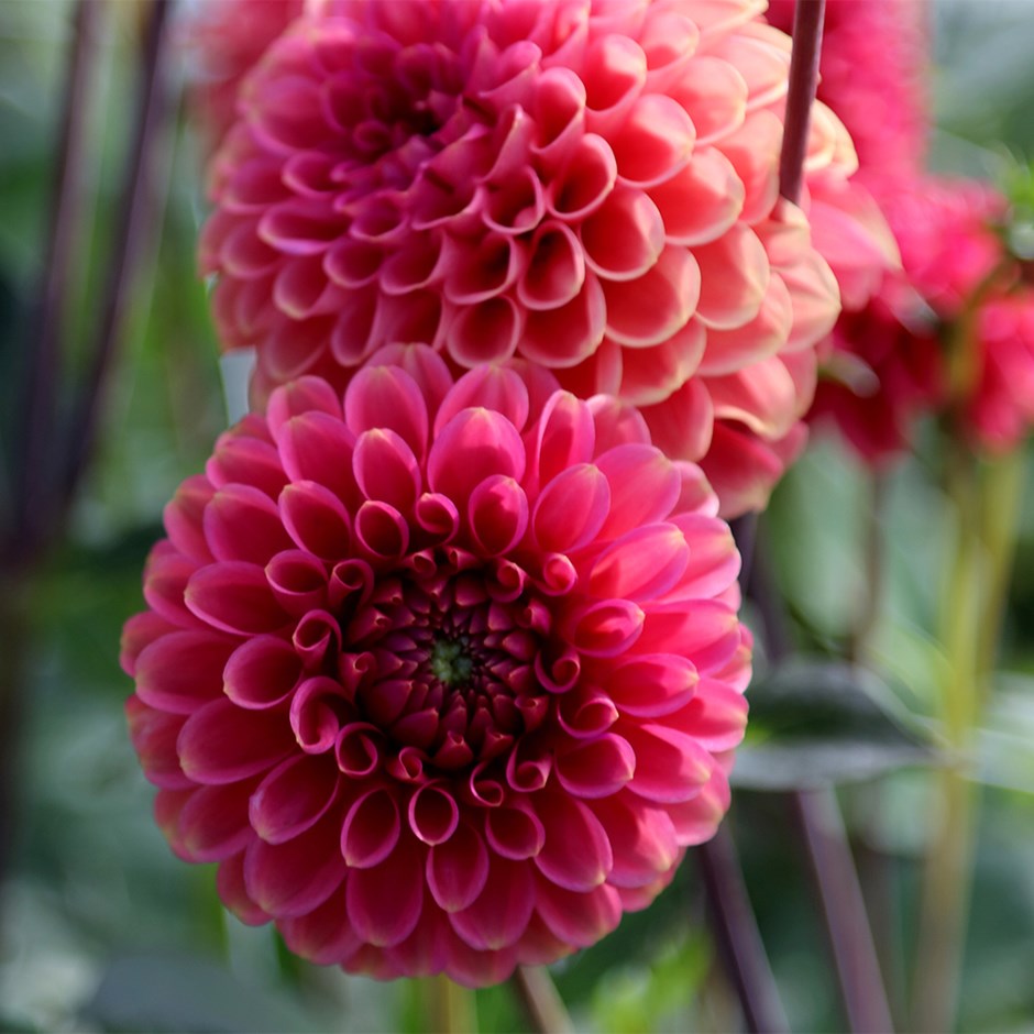 Dahlia Wine Eyed Jill | Decorative Dahlia