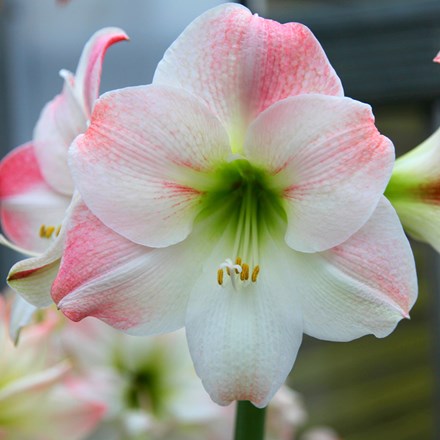 Hippeastrum Apple Blossom | Amaryllis