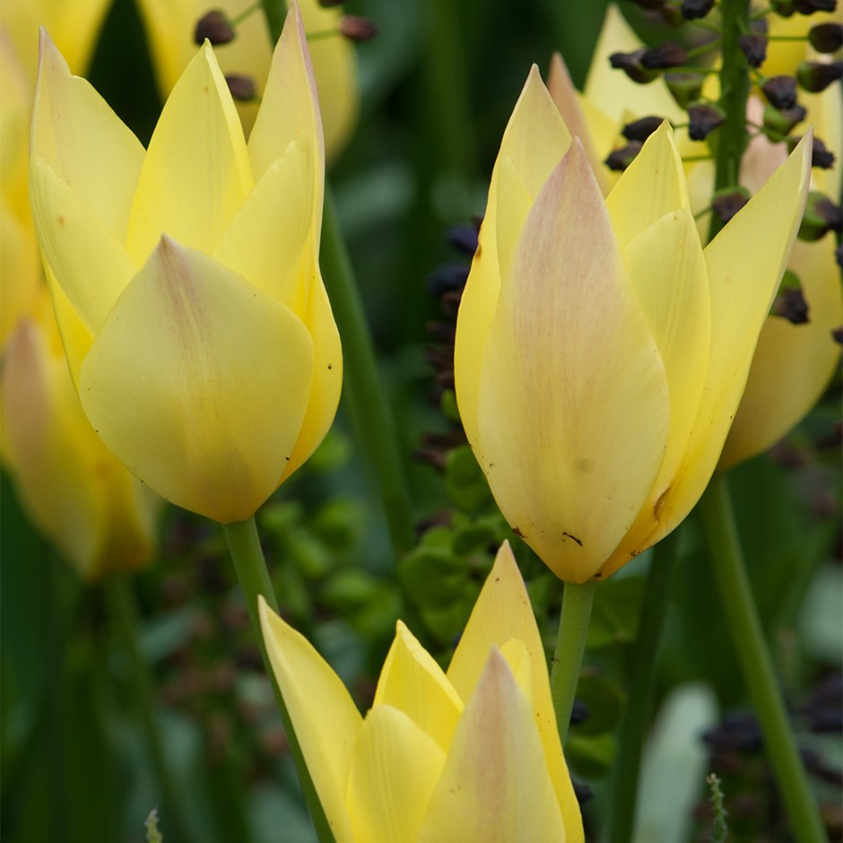 Tulipa Honky Tonk | Miscellaneous Group Tulip