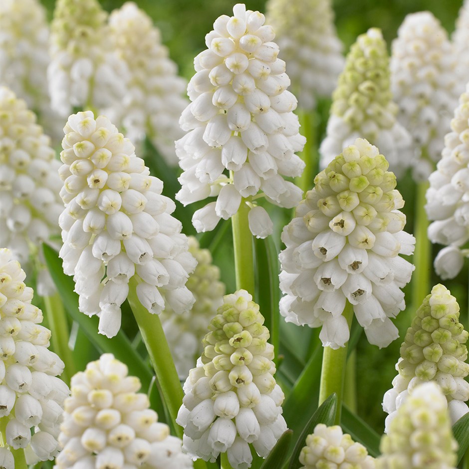 Muscari White Magic | Grape Hyacinth