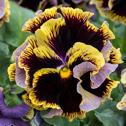 Pansy Ruffles Dark Heart