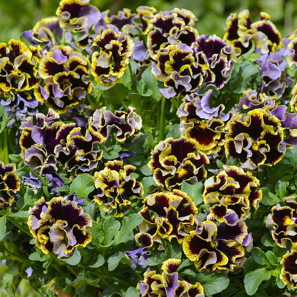 Pansy Ruffles Dark Heart