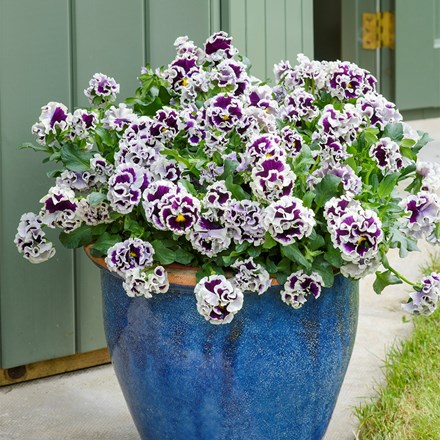 Pansy Ruffles Purple White Rim