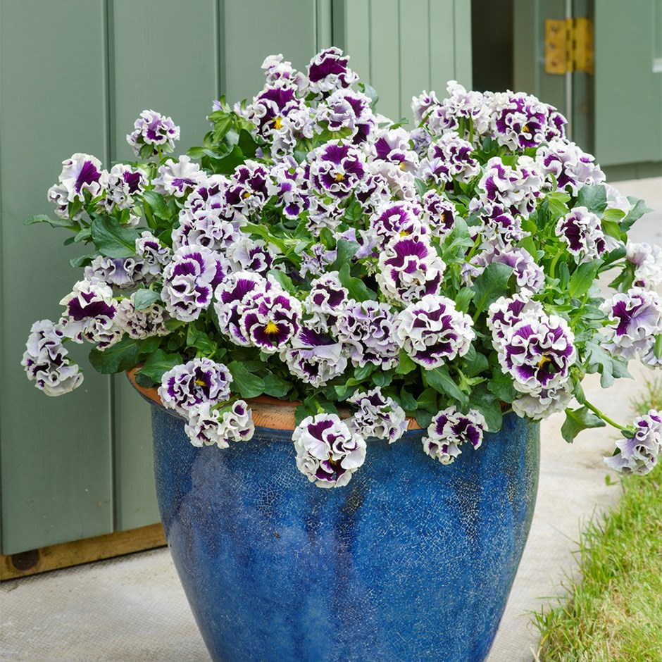 Pansy Ruffles Purple White Rim