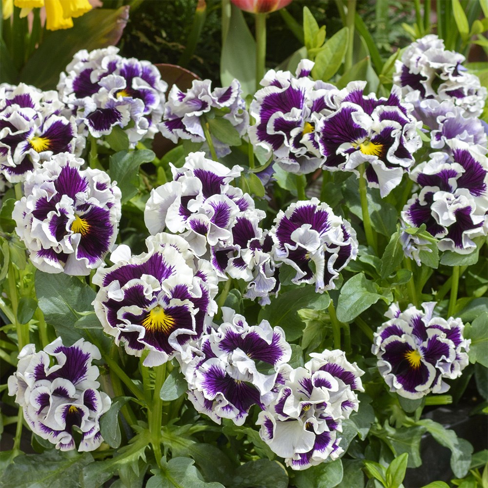 Pansy Ruffles Purple White Rim