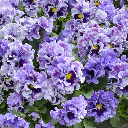 Pansy Ruffles Soft Lavender