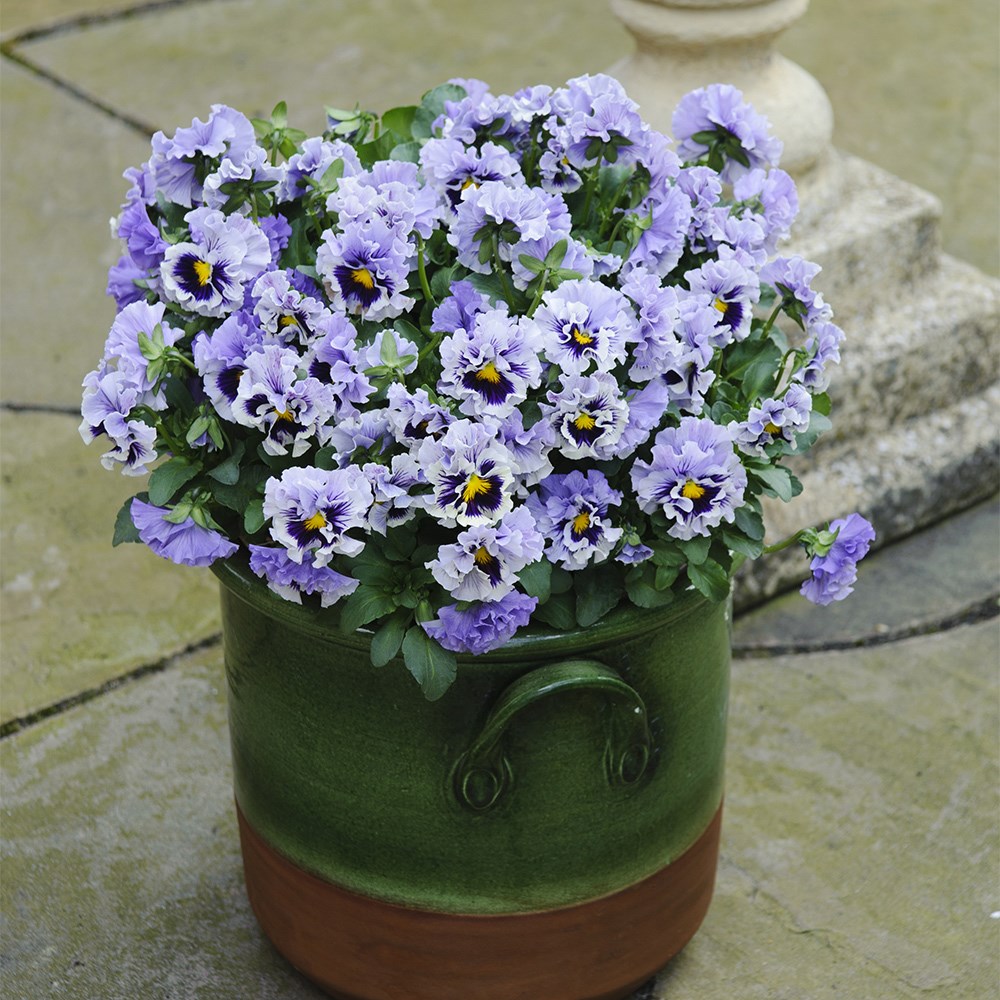 Pansy Ruffles Soft Lavender