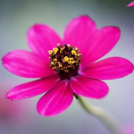 Cosmos atrosanguineus Cherry Chocolate ('Vg001') (PBR)