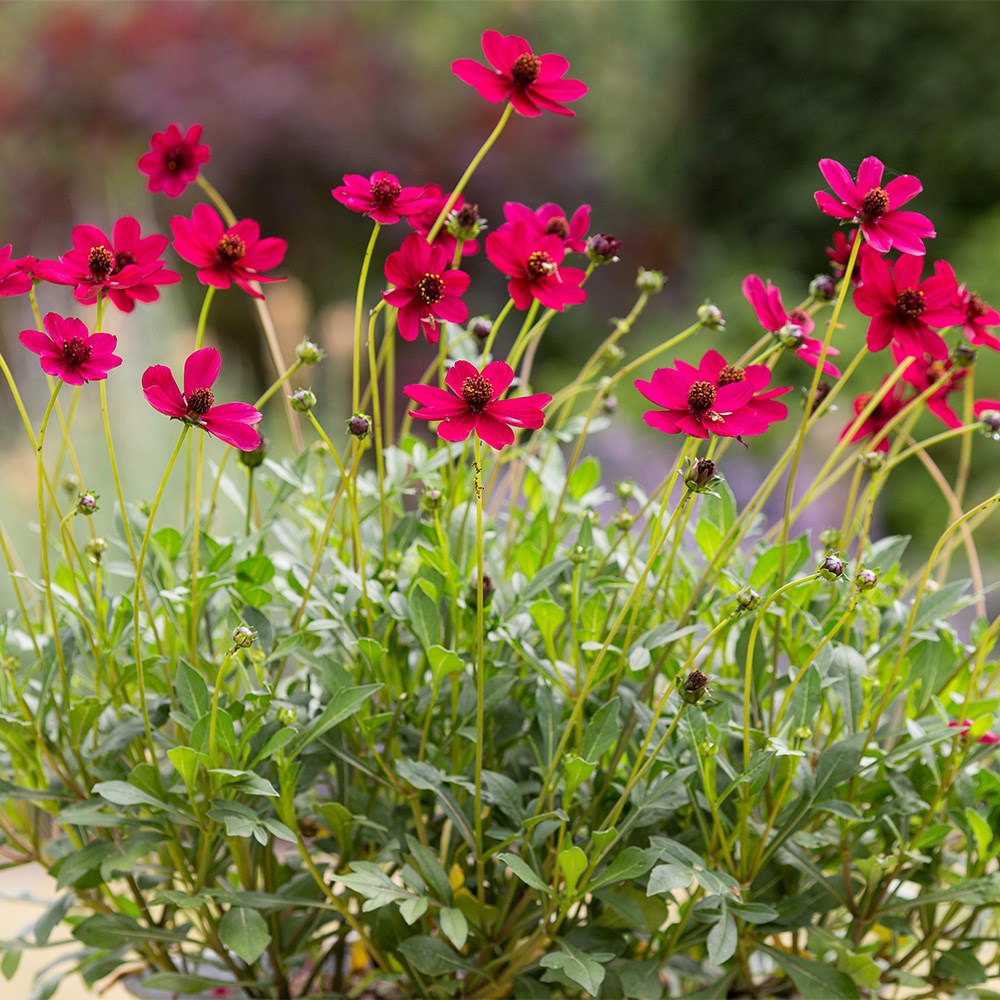 Cosmos Atrosanguineus Cherry Chocolate | Chocolate Cosmos