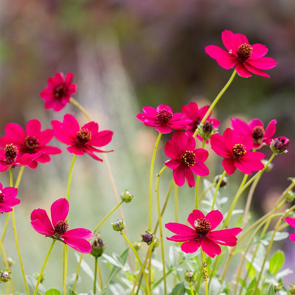 Cosmos Atrosanguineus Cherry Chocolate | Chocolate Cosmos