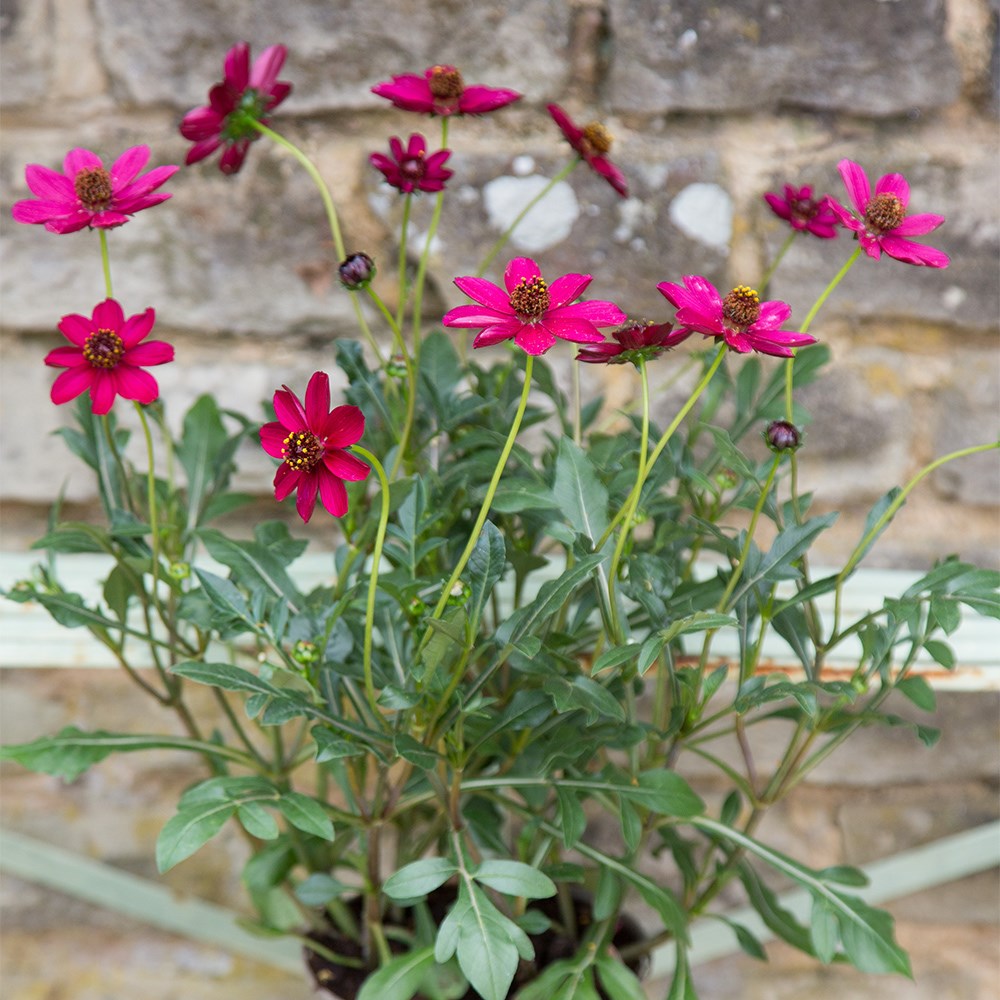 Cosmos Atrosanguineus Cherry Chocolate | Chocolate Cosmos