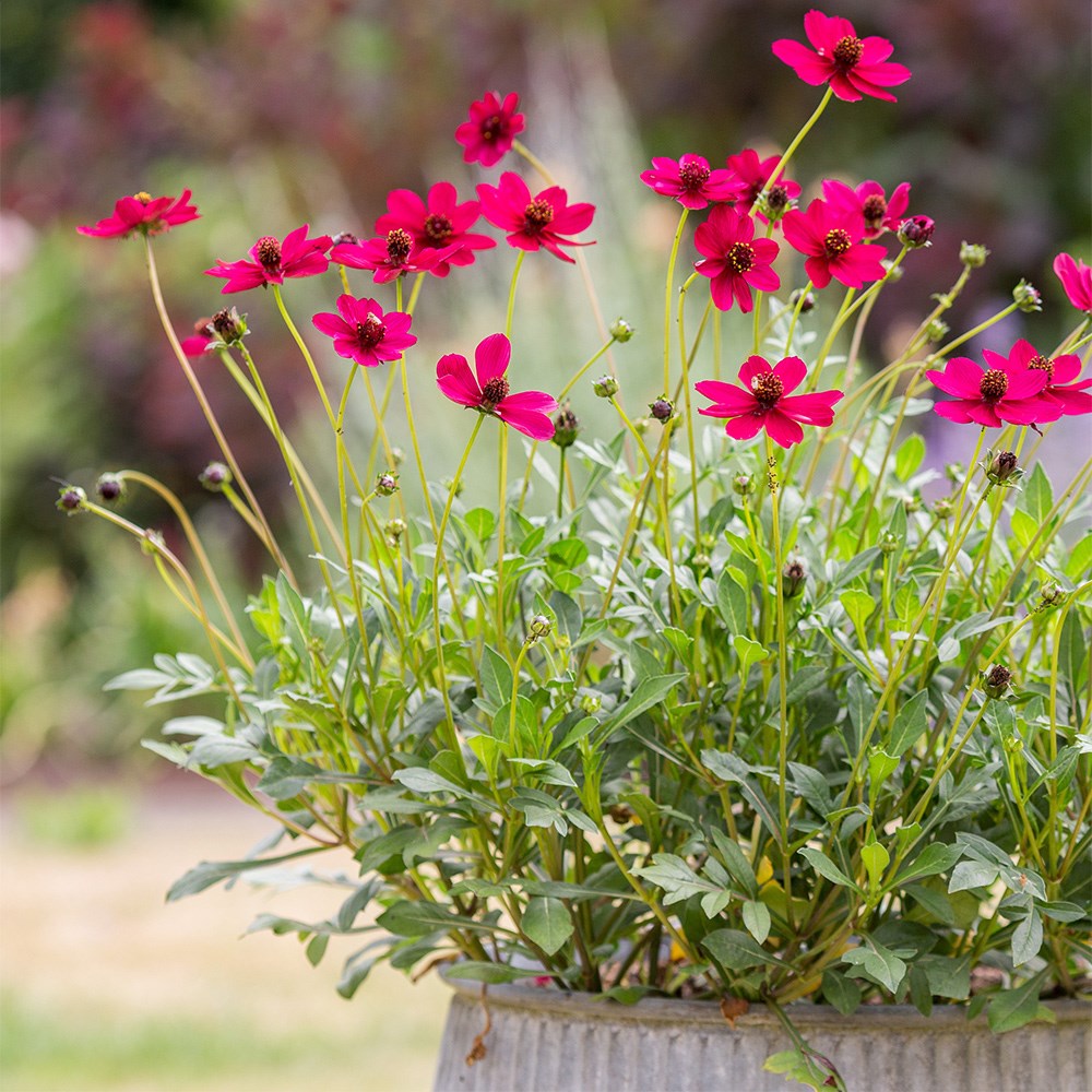 Cosmos Atrosanguineus Cherry Chocolate | Chocolate Cosmos
